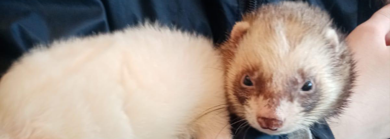 Un día maravilloso entre animales gracias a @tac_theanimalcollective